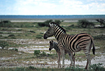 Zebras, Etosha National Park.